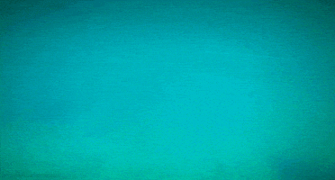 humboldt penguin bird GIF by Head Like an Orange