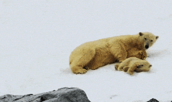 polar bear GIF