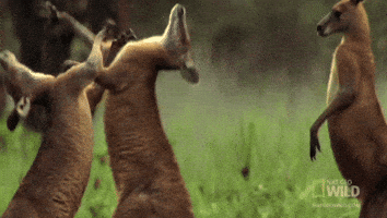 National Geographic Fighting GIF by Nat Geo Wild