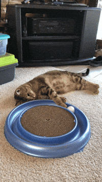 Cat Playing GIF