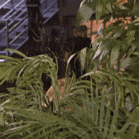 Dragons Den Hello GIF by CBC