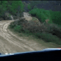 Car Wtf GIF by FIA European Rally Championship