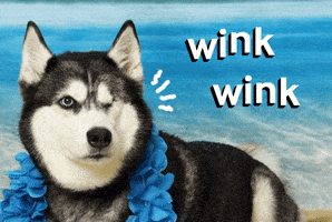 Beach Adopt GIF by Nebraska Humane Society