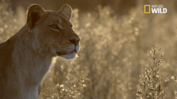 soul of the cat GIF by Nat Geo Wild 