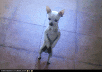 Dog GIF