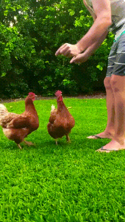 gif used in post