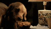 My dogs need to eat