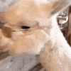 How many stomachs do goats have?