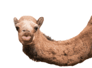 Happy 🐫 Hump Day!