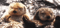 The Otter Games 🦦
