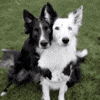 Dog vaccination? 
