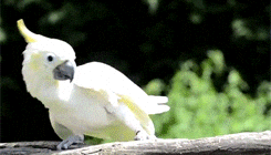 Giphy - sun conure parrot GIF