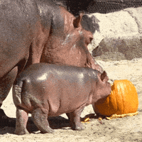 happy good night GIF by San Diego Zoo