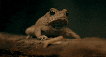 fowler's toad GIF by Head Like an Orange
