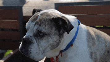 nicki minaj dog GIF by DNCE