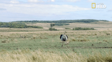 african cats big cat week GIF by Nat Geo Wild 