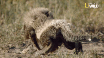 african cats big cat week GIF by Nat Geo Wild 
