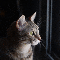 Kitty Kat What GIF by Sealed With A GIF
