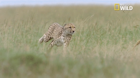 african cats big cat week GIF by Nat Geo Wild 