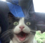 Giphy - funny cat GIF
