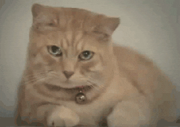 Giphy - Sad Cat GIF