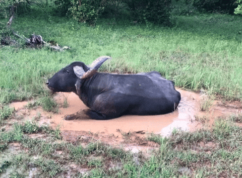 Sri Lanka Relax GIF by world-weather.ru