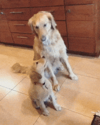 trending gifs