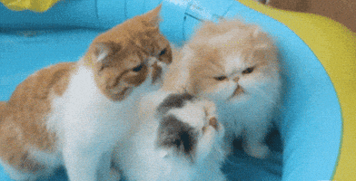Talking International Cat Day GIF
