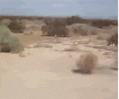 tumbleweed GIF tumbleweed GIF