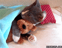 Good Night Cat GIF