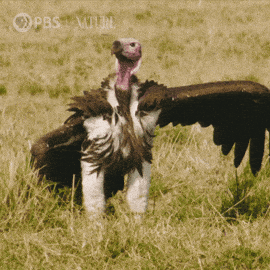 giphy-downsized.gif
