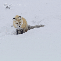 200w.gif