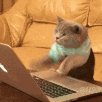 Cat And Computer GIFs - Find & Share on GIPHY