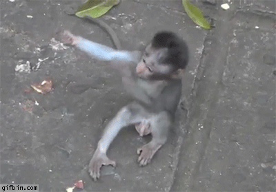 Monkeys Hug GIFs - Find  Share on GIPHY