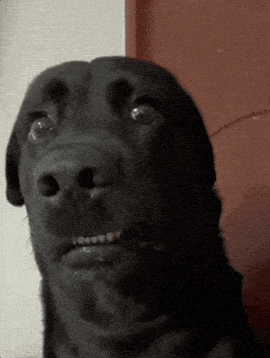 giphy-downsized.gif