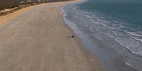 Mystery Road GIF by ABC Indigenous