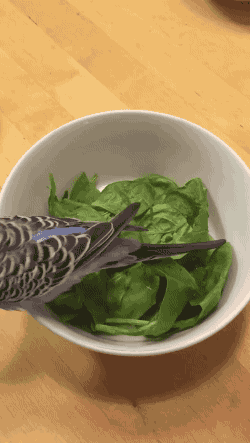 bird Spinach GIF