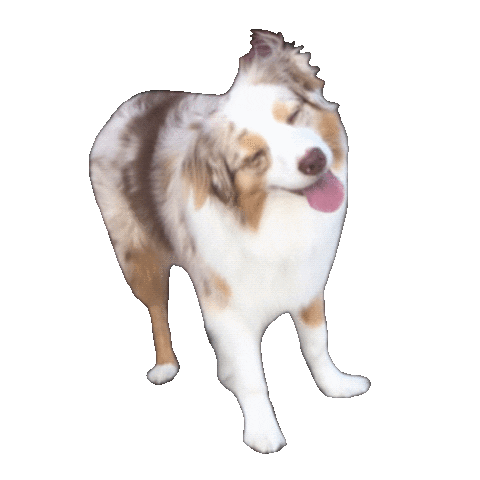 Dogs Pet Sticker