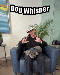 Dogs Poodle GIF by Respective