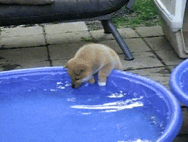 shiba inu puppy GIF by Rover.com