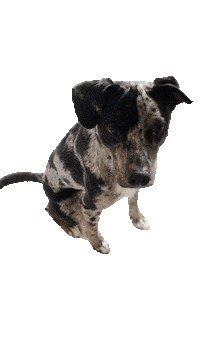 LittleWhiteDogCo dog hello hi dogs Sticker