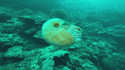 Ocean Cephalopod GIF by OctoNation® The Largest Octopus Fan Club!