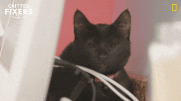 Black Cat Cats GIF by Nat Geo Wild
