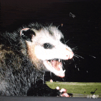 possum GIF by GoPop