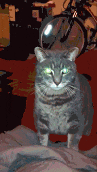 cat tricks GIF