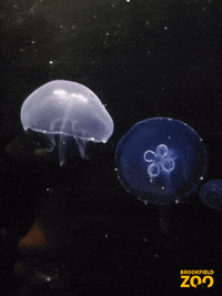 Cute Animals Jellyfish GIF by Brookfield Zoo