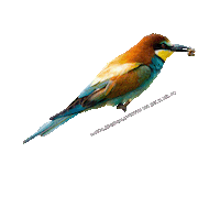 parcodeltapo nature bike bird duck Sticker