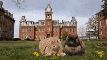 morgantown wv college GIF by WestVirginiaU