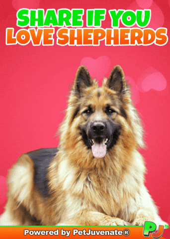 PetJuvenate petjuvenate henlo hooman fren love rescue dogs treatos and woofer for pupper GIF