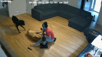 Dog Saves Friend From Grooming